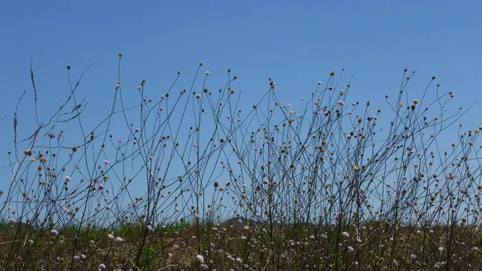 草地、轮廓、花朵、花丝、图案、背景、天空、植物