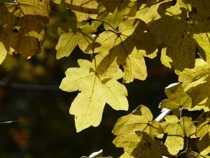 田间枫树、枫树、落叶树、金秋、金秋十月、秋、十月、森林 田间枫树、枫树、落叶树、金秋、金秋十月、秋、十月、森林