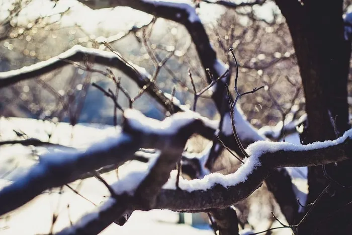树枝上结着雪，树木枯萎了
