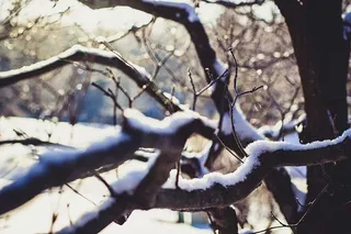 树枝上结着雪，树木枯萎了