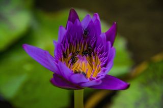睡莲，花，自然，植物，开花，开花，植物，颜色