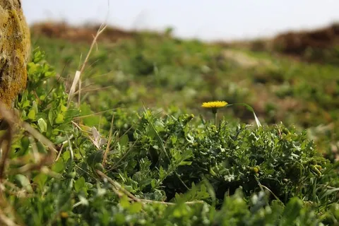 生长、植物、田地、土地、绿色、自然、选择性聚焦、自然之美