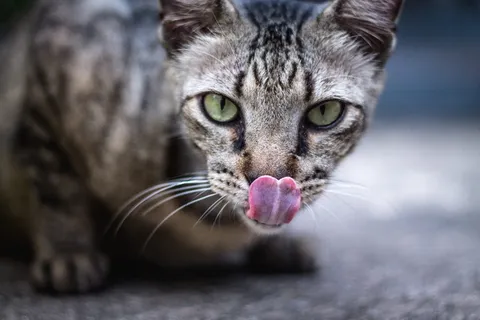 浅层摄影中的灰黑色猫咪 浅层摄影中的灰黑色猫咪