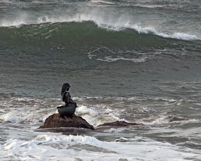 海妖、大海、海浪、大自然、海洋、风暴、水、动物
