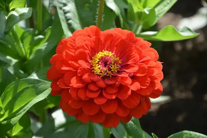 花橙红色，植物，自然，夏天，花瓣，橙色，夏天的花，开花