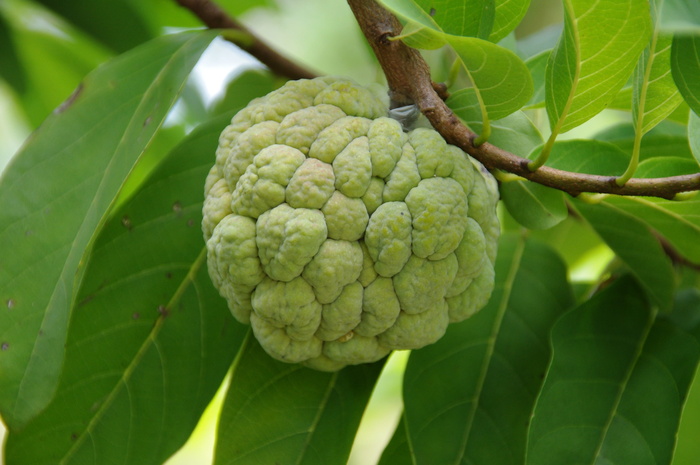 水果、食品、新鲜、绿色、奶油冻苹果、美味、农产品、植物