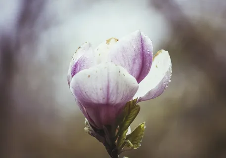 花,紫罗兰,花瓣,花朵,花园,植物,自然,秋天 花,紫罗兰,花瓣,花朵,花园,植物,自然,秋天