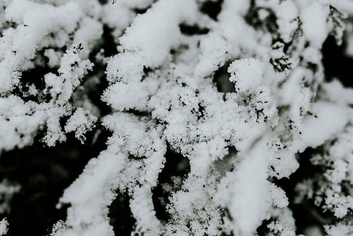 雪树特写