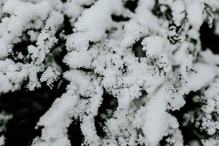 雪树特写