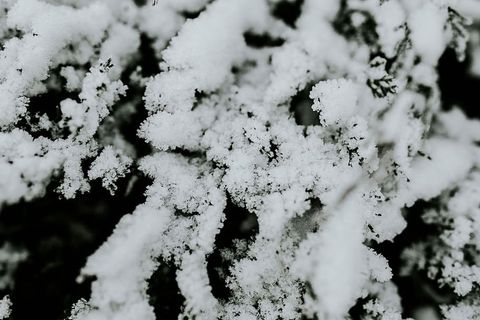 雪树特写 雪树特写