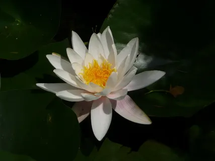微距摄影,白色,睡莲花,睡莲,盛开,白色,光,光,花 微距摄影,白色,睡莲花,睡莲,盛开,白色,光,光,花