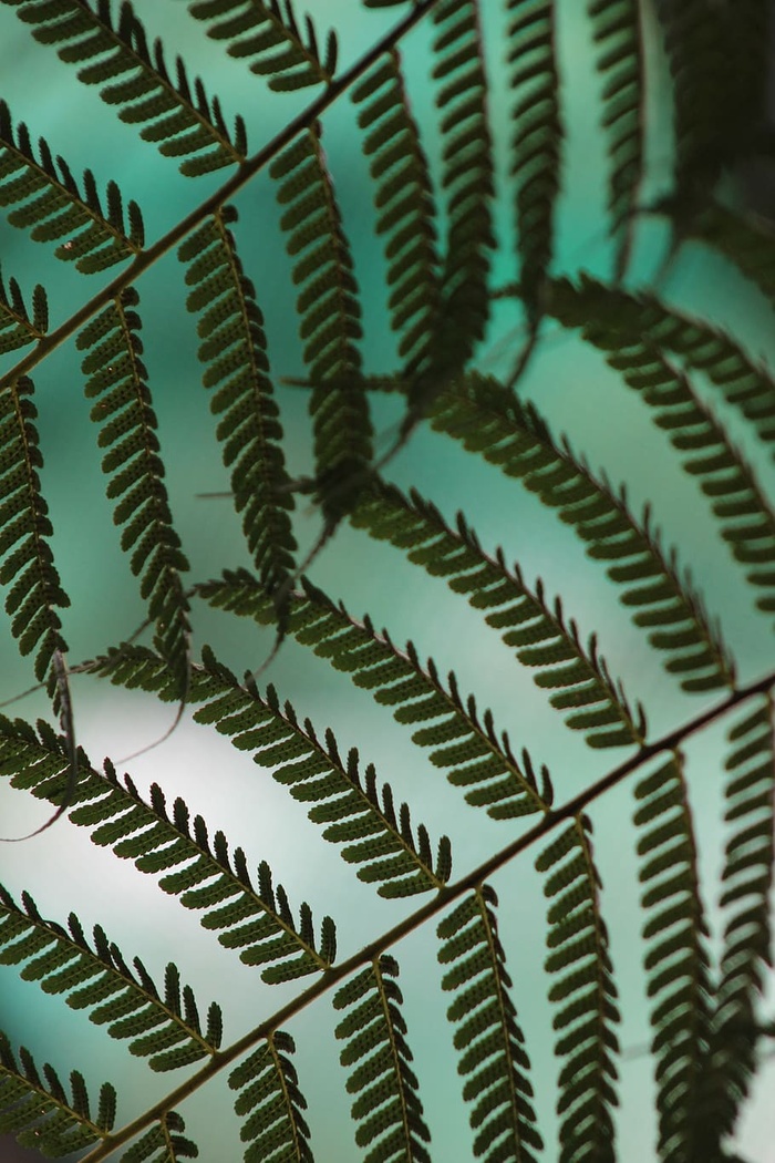 绿叶植物