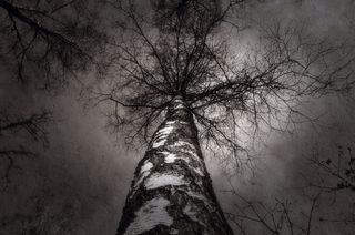 树，自然，树，叶，景观，叶，桦树，天空