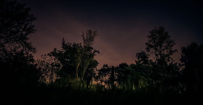 夜晚，户外，树木，意大利，天空，剪影，威尼斯，自然