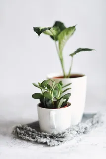 植物,陶器,罐子,盆栽,花瓶,花盆,绿色,白色 植物,陶器,罐子,盆栽,花瓶,花盆,绿色,白色