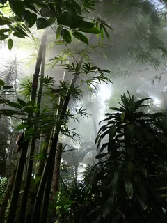 伦敦，丘园，温室，热带，棕榈树，湿度，植物，树木