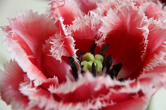 郁金香，花朵，花朵，郁金香，春天，库肯霍夫，自然，荷兰