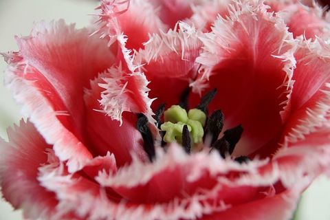 郁金香，花朵，花朵，郁金香，春天，库肯霍夫，自然，荷兰