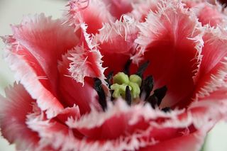 郁金香，花朵，花朵，郁金香，春天，库肯霍夫，自然，荷兰