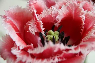 郁金香，花朵，花朵，郁金香，春天，库肯霍夫，自然，荷兰