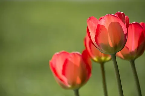 摄影,粉红色,花,郁金香,红色,红色郁金香,花园,在花园里 摄影,粉红色,花,郁金香,红色,红色郁金香,花园,在花园里
