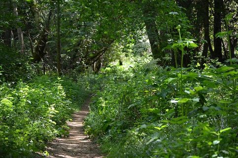 自然、木材、树叶、树木、植物、景观、生长、环境