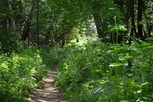 自然、木材、树叶、树木、植物、景观、生长、环境