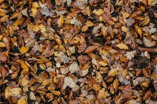 秋天在雾天向森林走去