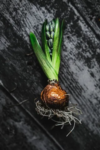 在一个小罐子里做一个小观赏幼苗的女人