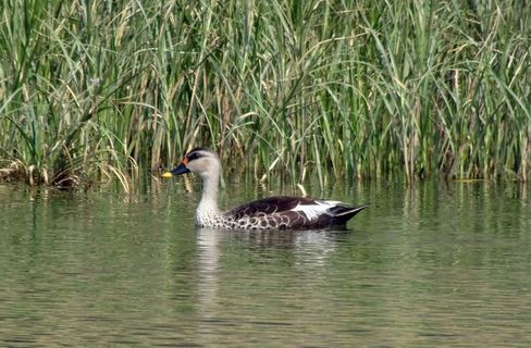 鸭、鸟、水禽、野生动物、斑嘴鸭、游泳、池塘、动物群