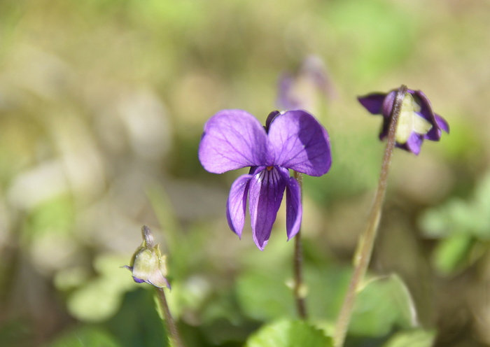 图卢兹、紫罗兰、花朵、自然、香水、开花植物、植物、新鲜度