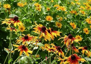 花，五颜六色，自然，夏天，花园，美丽，开花植物，花