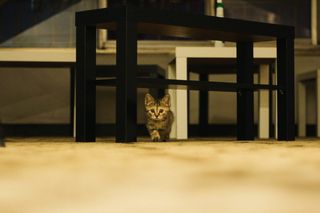 木材，家具，猫，哺乳动物，动物，宠物，阿比西尼亚，地板