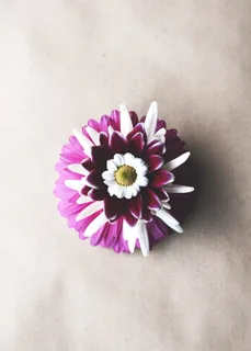 花朵，植物，大丽花，花朵，花瓣，雏菊，雏菊，花粉