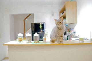 柜台上有一只棕色的猫