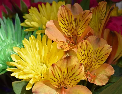 橙色,秘鲁百合,绿色,黄色,菊花束,特写,摄影,alstroemeria 橙色,秘鲁百合,绿色,黄色,菊花束,特写,摄影,alstroemeria
