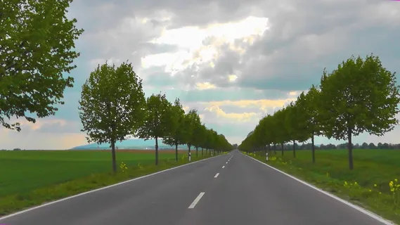 混凝土、道路、树木、街道、树木、景观、自然