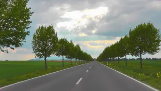 混凝土、道路、树木、街道、树木、景观、自然