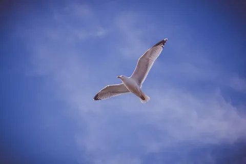 飞行,白色,鸟,鹳,蓝色,天空,动物,飞行 飞行,白色,鸟,鹳,蓝色,天空,动物,飞行