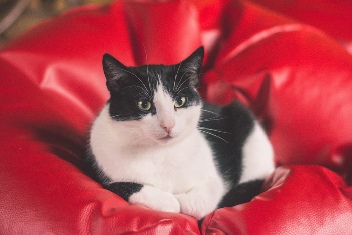 猫，小猫，山猫，动物，黑白，皮毛，小猫，动物