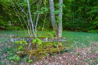 银行，旧板凳，板凳，木板凳，腐烂，植物，树木，生长