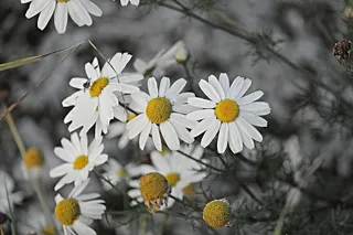 特写，摄影，白色，雏菊，洋甘菊，洋甘菊花，药用植物，草药