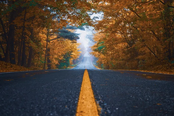 秋天，街道，树木，自然，沥青，景观，道路，公路