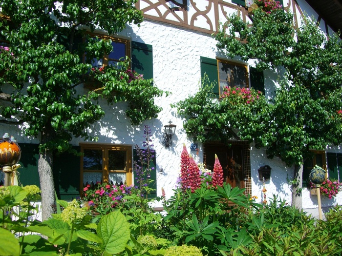 espalier tree、home front、facade、truss、window、shutter、front yard、flowers