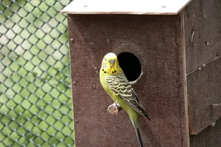 便宜, 鸟, 黄色, 齐福格尔, 长尾小鹦鹉, 自然, 羽毛, 动物主题