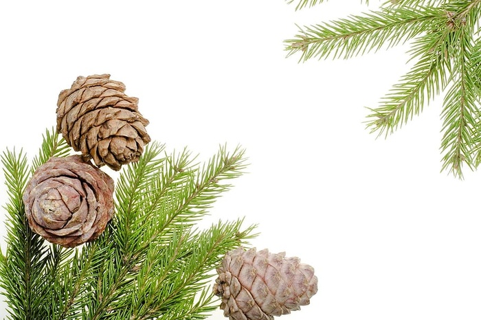 背景、庆典、圣诞节、装饰、装饰、节日、欢乐