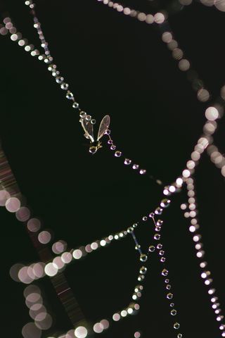 特写，蜘蛛网，水滴，项链，珠宝，抽象，链条，珍珠