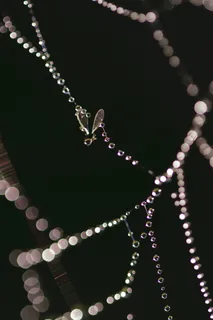 特写,蜘蛛网,水滴,项链,珠宝,抽象,链条,珍珠 特写,蜘蛛网,水滴,项链,珠宝,抽象,链条,珍珠