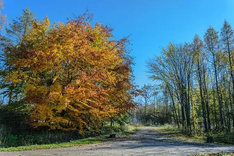 道路,风景,自然,步行,小巷,秋天,秋天的颜色,秋天的树叶 道路,风景,自然,步行,小巷,秋天,秋天的颜色,秋天的树叶