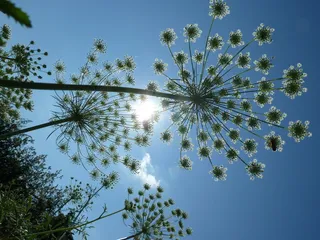 伞形花序、花朵、胡萝卜、阳光、天空、植物、低角度视图、生长